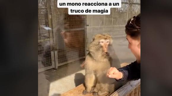 Il a montré un tour de magie à un singe et sa réaction est devenue virale (vidéo : TikTok/@raimbow.memes).