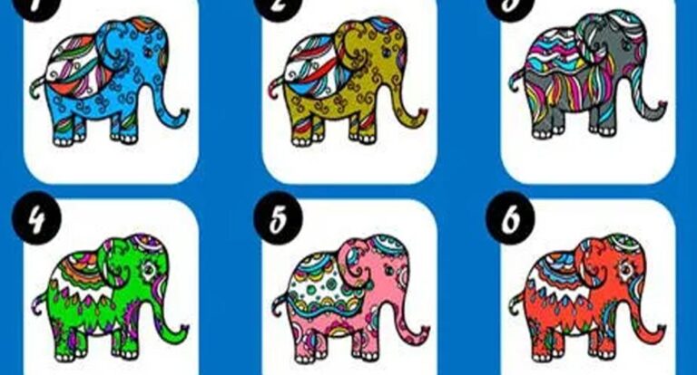 Choisissez votre éléphant préféré et découvrez votre type de personnalité.
